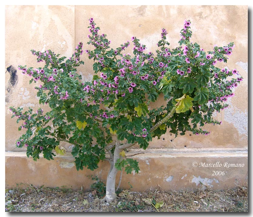 Malva arborea / Malvone maggiore